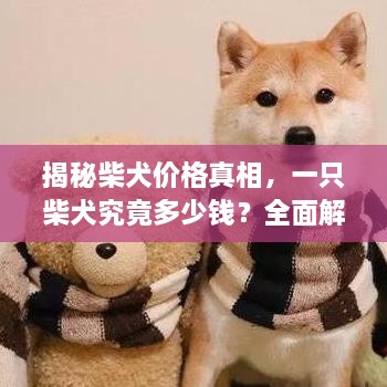 揭秘柴犬价格真相，一只柴犬究竟多少钱？全面解析影响柴犬价格的多种因素