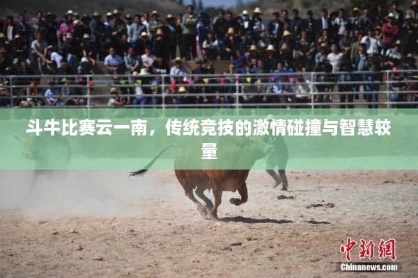 斗牛比赛云一南，传统竞技的激情碰撞与智慧较量