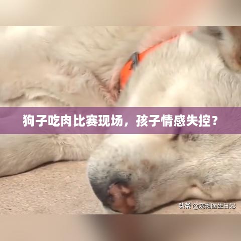 狗子吃肉比赛现场，孩子情感失控？