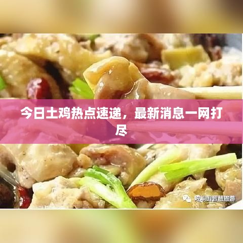 今日土鸡热点速递，最新消息一网打尽