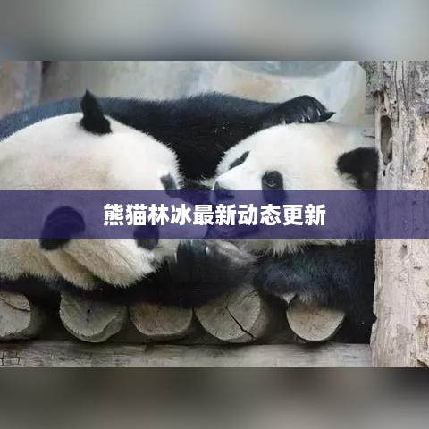 熊猫林冰最新动态更新