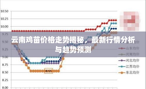 云南鸡苗价格走势揭秘，最新行情分析与趋势预测