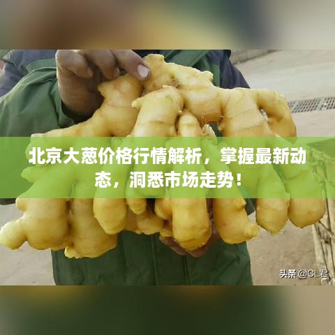 北京大葱价格行情解析，掌握最新动态，洞悉市场走势！