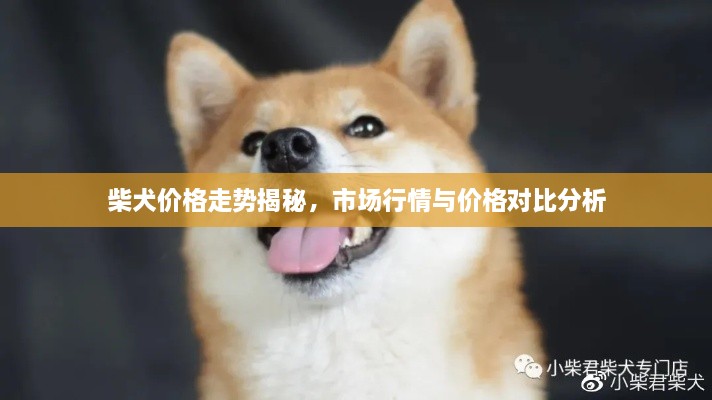 柴犬价格走势揭秘，市场行情与价格对比分析