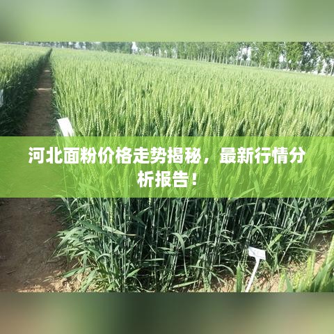 河北面粉价格走势揭秘，最新行情分析报告！