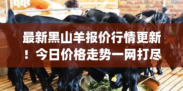 最新黑山羊报价行情更新！今日价格走势一网打尽