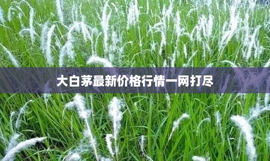 大白茅最新价格行情一网打尽