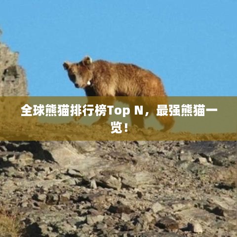 全球熊猫排行榜Top N，最强熊猫一览！