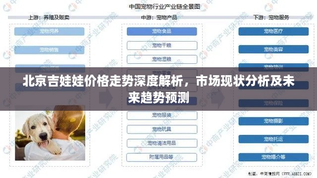 北京吉娃娃价格走势深度解析，市场现状分析及未来趋势预测