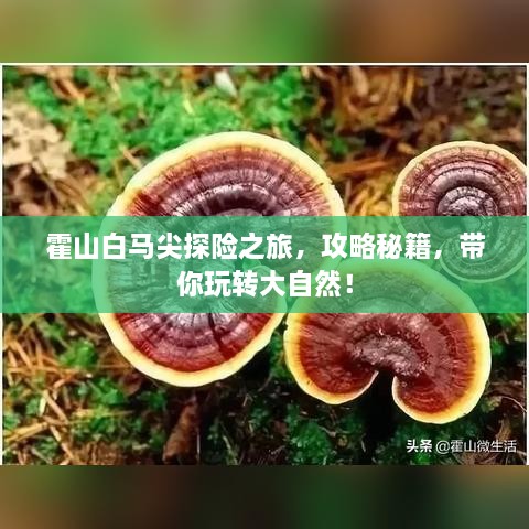 霍山白马尖探险之旅，攻略秘籍，带你玩转大自然！