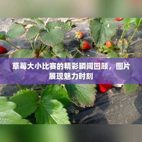 草莓大小比赛的精彩瞬间回顾，图片展现魅力时刻