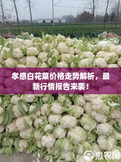 孝感白花菜价格走势解析，最新行情报告来袭！