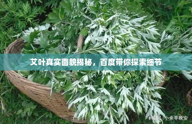 艾叶真实面貌揭秘，百度带你探索细节