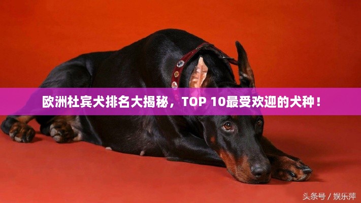 欧洲杜宾犬排名大揭秘，TOP 10最受欢迎的犬种！