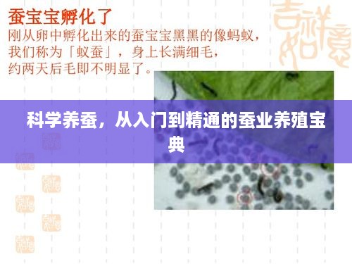 科学养蚕，从入门到精通的蚕业养殖宝典