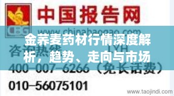 金荞麦药材行情深度解析，趋势、走向与市场动态