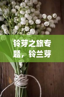 铃芽之旅专题，铃兰芽怎么种植方法 