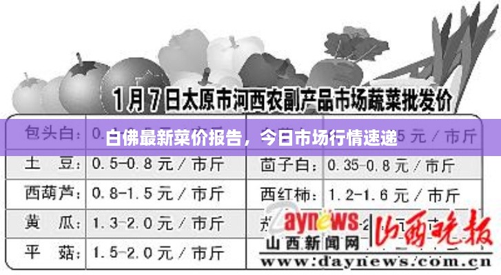 白佛最新菜价报告，今日市场行情速递