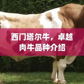 西门塔尔牛，卓越肉牛品种介绍