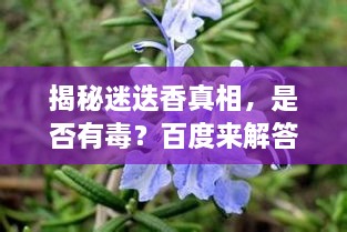 揭秘迷迭香真相，是否有毒？百度来解答！