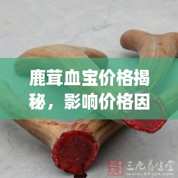 鹿茸血宝价格揭秘，影响价格因素大解析