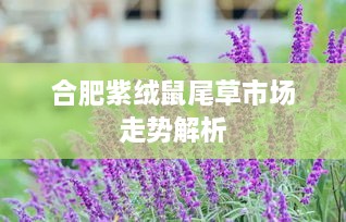 合肥紫绒鼠尾草市场走势解析