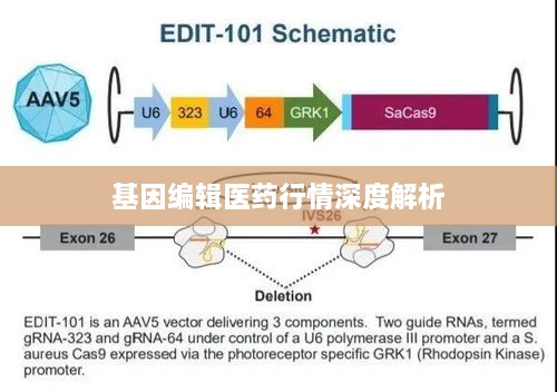 基因编辑医药行情深度解析