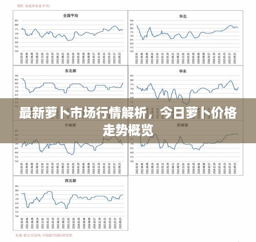 最新萝卜市场行情解析，今日萝卜价格走势概览