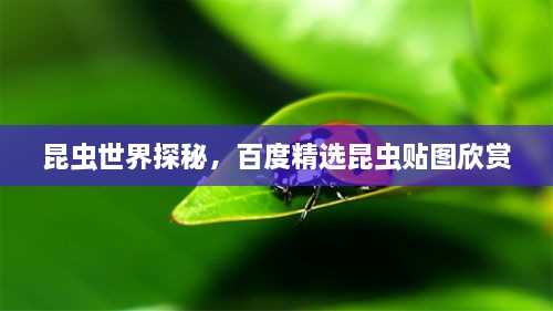 昆虫世界探秘，百度精选昆虫贴图欣赏