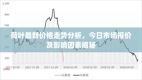 荷叶最新价格走势分析，今日市场报价及影响因素揭秘