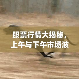 股票行情大揭秘，上午与下午市场波动的秘密解析