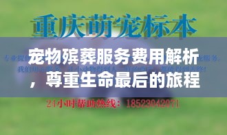 宠物殡葬服务费用解析，尊重生命最后的旅程