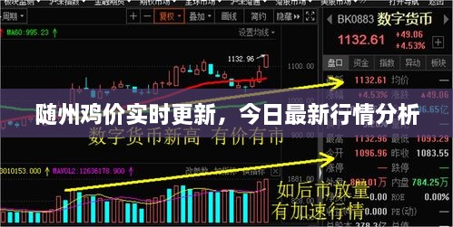 随州鸡价实时更新，今日最新行情分析